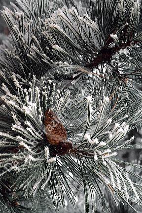 Pine needles and cone covered in frost.