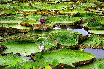 Vitoria Regis, giant water lilies in the Amazon jungle near Manaus, Brazil.