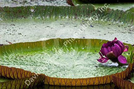 Vitoria Regis, giant water lilies in the Amazon jungle near Manaus, Brazil.