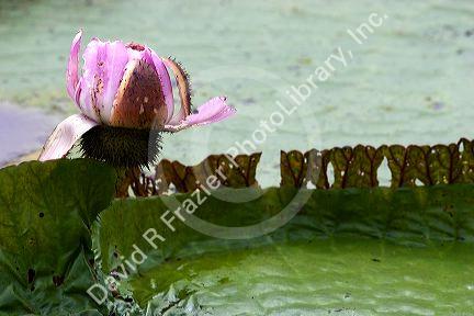 Vitoria Regis, giant water lilies in the Amazon jungle near Manaus, Brazil.