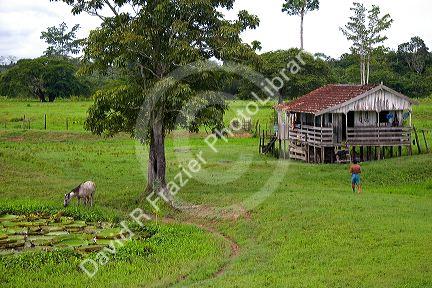 A farm house in the Amazon jungle near Manaus, Brazil.