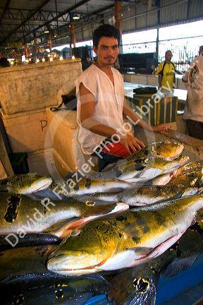 A vendor selling peacock bass at a fish market in Manaus, Brazil.