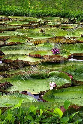 Vitoria Regis, giant water lilies in the Amazon jungle near Manaus, Brazil.