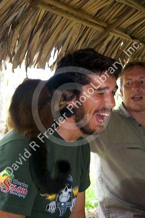 A capuchin monkey biting a tourists ear at a lodge in the Amazon jungle near Manaus, Brazil. MR