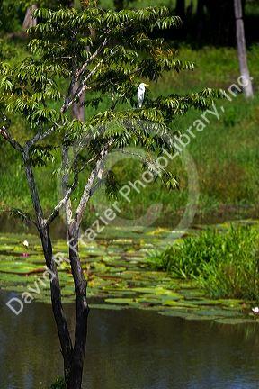 Egret in a tree in the Amazon jungle of Brazil near Manaus.