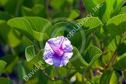 The blossom of a morning glory on the island of Tahiti.