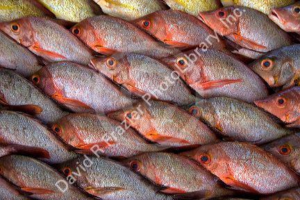 Display of fish at a market in Papeete on the island of Tahiti.
