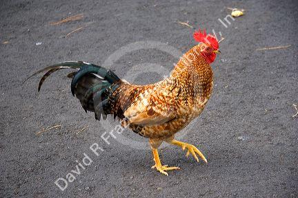 A rooster in the street at Papeete on the island of Tahiti.