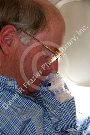 Man sleeping on an airplane with a stuffed toy in his pocket.