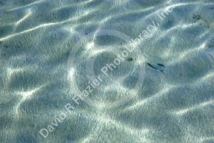 Clear water and sandy bottom of lagoon on the island of Moorea.