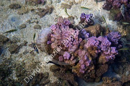 Underwater view of coral and fish in the lagoon on the island of Moorea.