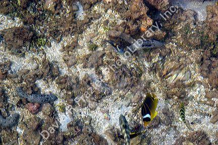 Underwater view of coral and tropical fish in the lagoon on the island of Moorea.