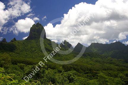 Tropical vegetation on the island of Moorea.