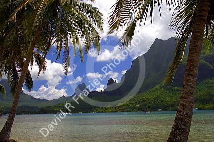 Lagoon and palm trees on the island of Moorea at Cook's Bay.