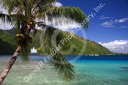 Coconut palm tree frames a view of the Paul Gaugin cruise ship anchored at Opunohu Bay on the island of Moorea.