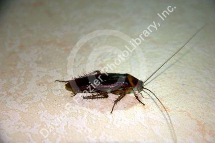 A cockroach on the island of Tahiti.