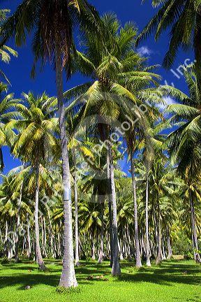A grove of coconut palm trees on the island of Moorea.