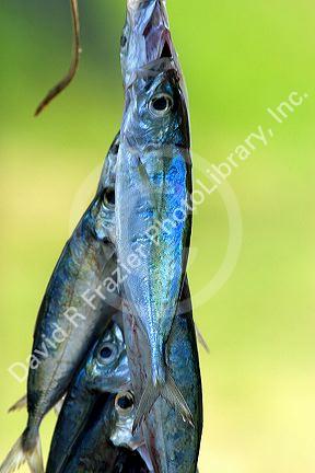 String of reef fish on sale at a roadside stand on the island of Moorea, French Polynesia.