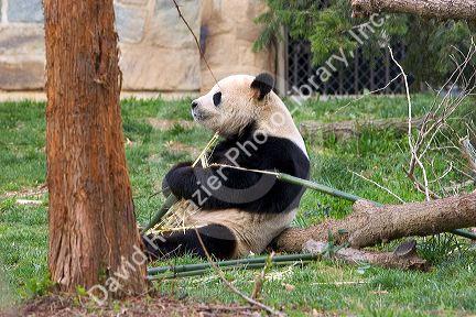 Giant panda bear exhibit at the National Zoo in Washington, D.C.