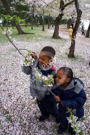 African american children smelling cherry blossoms near the Jefferson Memorial and Tidal Basin in Washington, D.C.