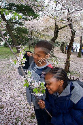 African american children smelling cherry blossoms near the Jefferson Memorial and Tidal Basin in Washington, D.C.