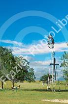 Old windmill with cows near Austin, Texas.