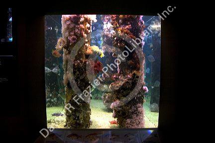 Underwater display of dock pilings at the Monterey Bay Aquarium in Monterey, California.