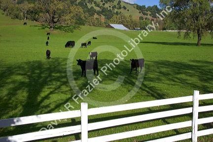 Cattle grazing along U.S. Highway 101 in northern California.