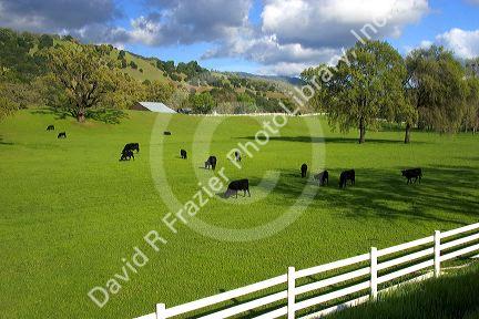 Cattle grazing along U.S. Highway 101 in northern California.
