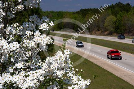 A dogwood tree in bloom along I-40 south of Raleigh, North Carolina.