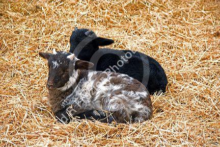 Baby lambs at George Washington's Mount Vernon, Virginia.