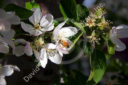 Honey bee on apple blossoms in Idaho.