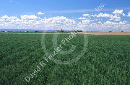 Green wheat field in canyon County Idaho.
