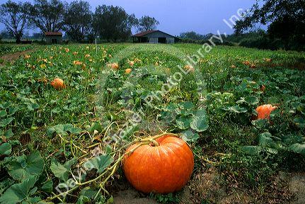 A pumpkin patch in Georgia.