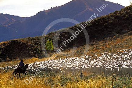 Herding sheep in Sun Valley, Idaho.