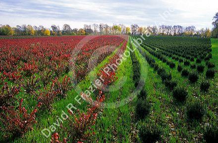 Ornamental shrub nursery in Rhode Island.