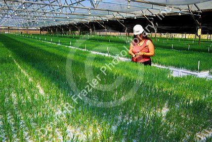 Tree nursery and worker in Lewiston, Idaho.