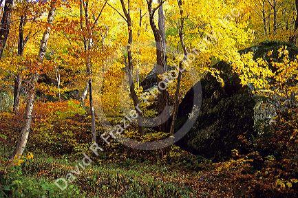 Trees with autumn leaves in Woodstock, Vermont.