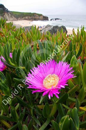 The flower of an ice plant on the California coast.
