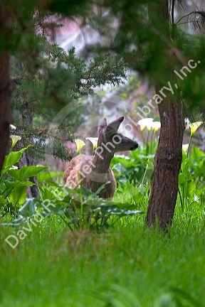 Mule deer on the Monterey Peninsula of California.