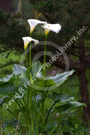 White calla lily in Monterey, California.