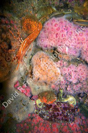 Shrimp and coral display at the Monterey Bay Aquarium in Moterey, California.