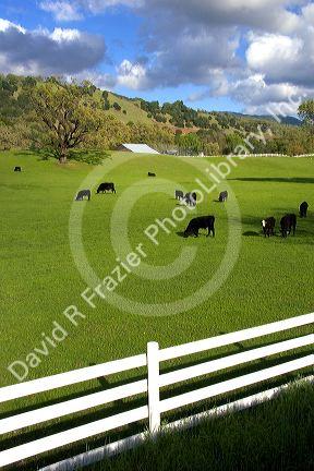 Cattle grazing along U.S. Highway 101 in northern California.