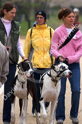 Women walking great dane dogs in Washington, D.C.