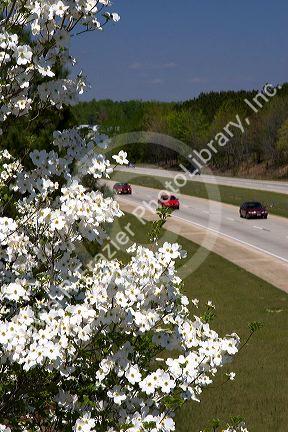 A dogwood tree in bloom along I-40 south of Raleigh, North Carolina.