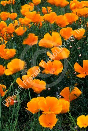 California poppies along Highway 55 in Idaho.