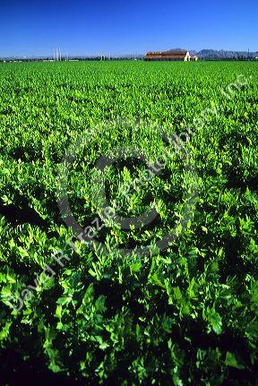 Celery crop at Oxnard, California.