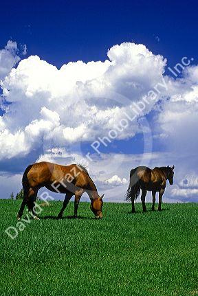 Horses graze in a pasture.