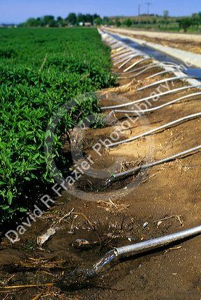 Furrow irrigation of a mint field using siphon tubes to transport the water from the irrigation canal to the furrows in the field, Idaho.