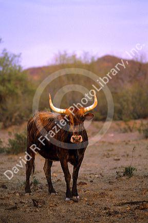 Longhorn cattle in Arizona.
